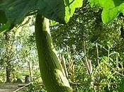 luffa, spugna vegetale