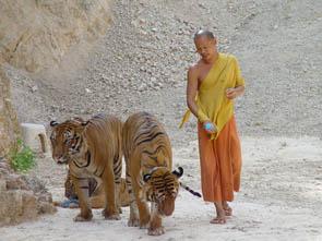 Vivere con le tigri: il Tempio della Foresta