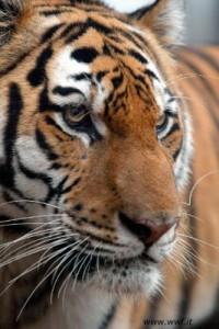 L’anno della TIGRE: il WWF lancia l’allarme