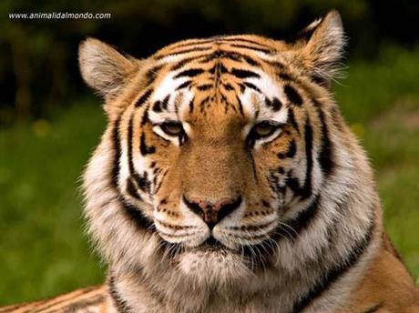 L’anno della TIGRE: il WWF lancia l’allarme