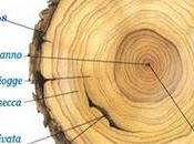 segreti della dendrocronologia