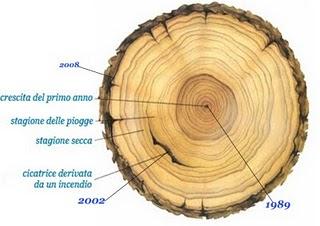 I segreti della dendrocronologia