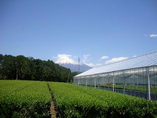 UNA FABBRICA DI TE' SOTTO IL FUJI SAN