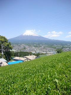 UNA FABBRICA DI TE' SOTTO IL FUJI SAN