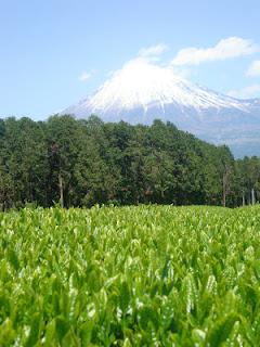 UNA FABBRICA DI TE' SOTTO IL FUJI SAN