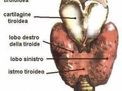 Piccola ghiandola importanti funzioni: Tiroide