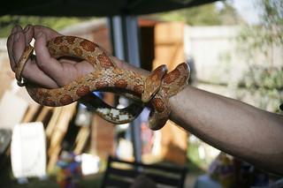 Bugnation BBQ - Orange Snake