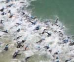 triathlon,bardolino,sport,news