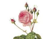 Stampe Floreali Rose cenni Rosa Mundi