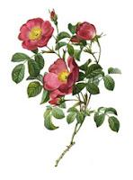 Stampe Floreali con Rose e cenni su Rosa Mundi