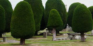 Painswick, Gloucestershire e gli alberi di tasso