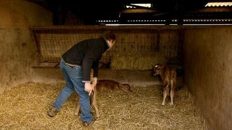 Shocking: Graphic scenes of a ¿knacker man¿ pointing his gun to the head of the calves and shooting them in their brains was too gruesome for some