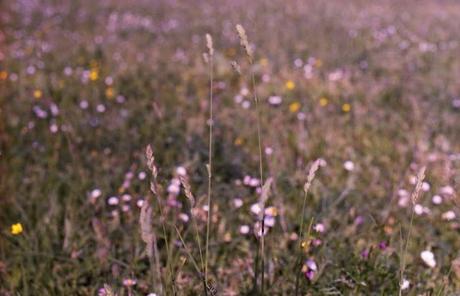 Poppies Mode: ON (#1) - Pentax MX test roll