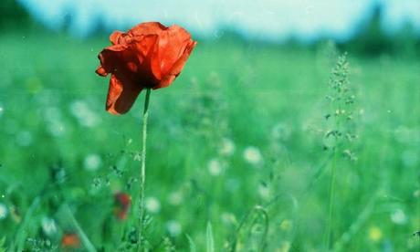 Poppies Mode: ON (#1) - Pentax MX test roll