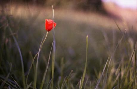 Poppies Mode: ON (#1) - Pentax MX test roll