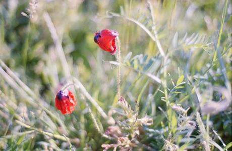 Poppies Mode: ON (#1) - Pentax MX test roll