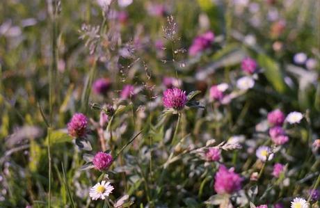 Poppies Mode: ON (#1) - Pentax MX test roll