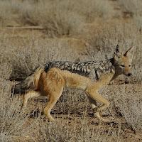 Terremoto Emilia: attenti agli sciacalli che diffondono falsi allarmi