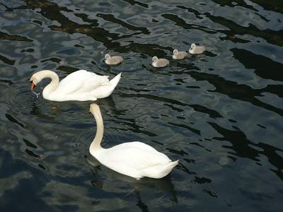 Uccelli di lago/2