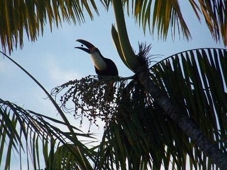 tucano, giornata ambiente