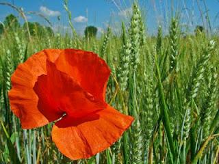 E giugno è arrivato