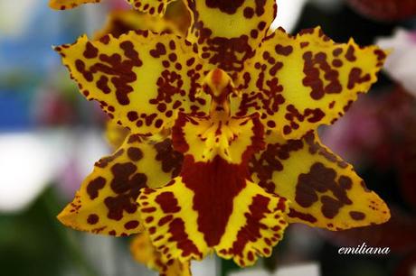 Perugia flower show