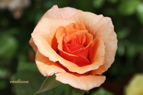 Perugia flower show