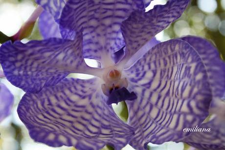 Perugia flower show