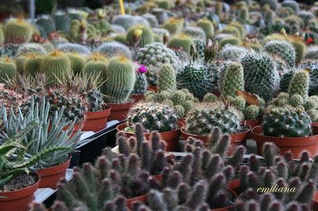 Perugia flower show