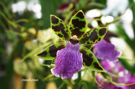 Perugia flower show