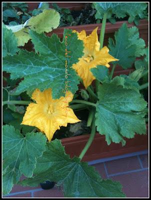 FIORI DI ZUCCA: ORTO SUL BALCONE