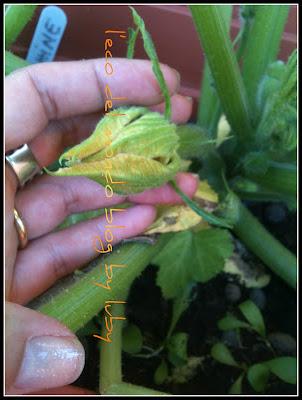 FIORI DI ZUCCA: ORTO SUL BALCONE