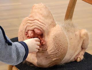 I mutanti e gli esseri umani: le opere di Patricia Piccinini