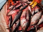 Angolo Veg: mattanza tonni rossi smascherata Animal Equality
