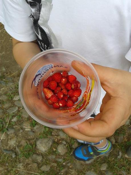 FRAGOLE DI BOSCO ovvero SULLE LUCENTEZZE