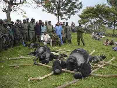 Gorilla, un animale straordinario