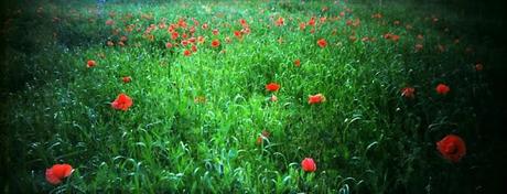 Poppies Mode: ON (#2) - poppies in panorama