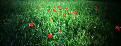 Poppies Mode: ON (#2) - poppies in panorama