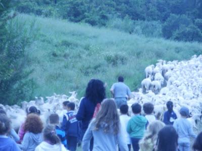 Il cammino del latte...laboratorio didattico della mungitura a Villa Petriolo