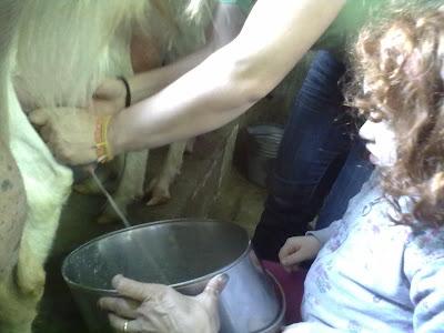 Il cammino del latte...laboratorio didattico della mungitura a Villa Petriolo