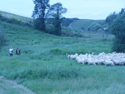 Il cammino del latte...laboratorio didattico della mungitura a Villa Petriolo