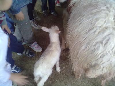 Il cammino del latte...laboratorio didattico della mungitura a Villa Petriolo