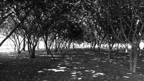 Foto / Noccioleto all'ombra del Vesuvio Foto / Noccioleto all'ombra del Vesuvio