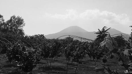 Foto / Noccioleto all'ombra del Vesuvio