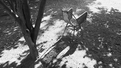 Foto / Noccioleto all'ombra del Vesuvio Foto / Noccioleto all'ombra del Vesuvio