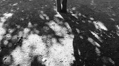 Foto / Noccioleto all'ombra del Vesuvio Foto / Noccioleto all'ombra del Vesuvio