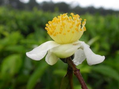 Fitoterapia si :Camellia sinensis (tè verde) ed invecchiamento.