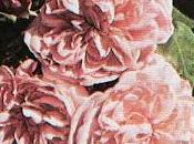 Vecchie Rose...2° gruppo "Rose Bourbon"
