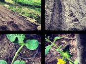 Hortus mirabilis