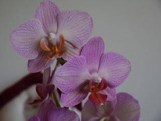 Orchidee... la mia passione!